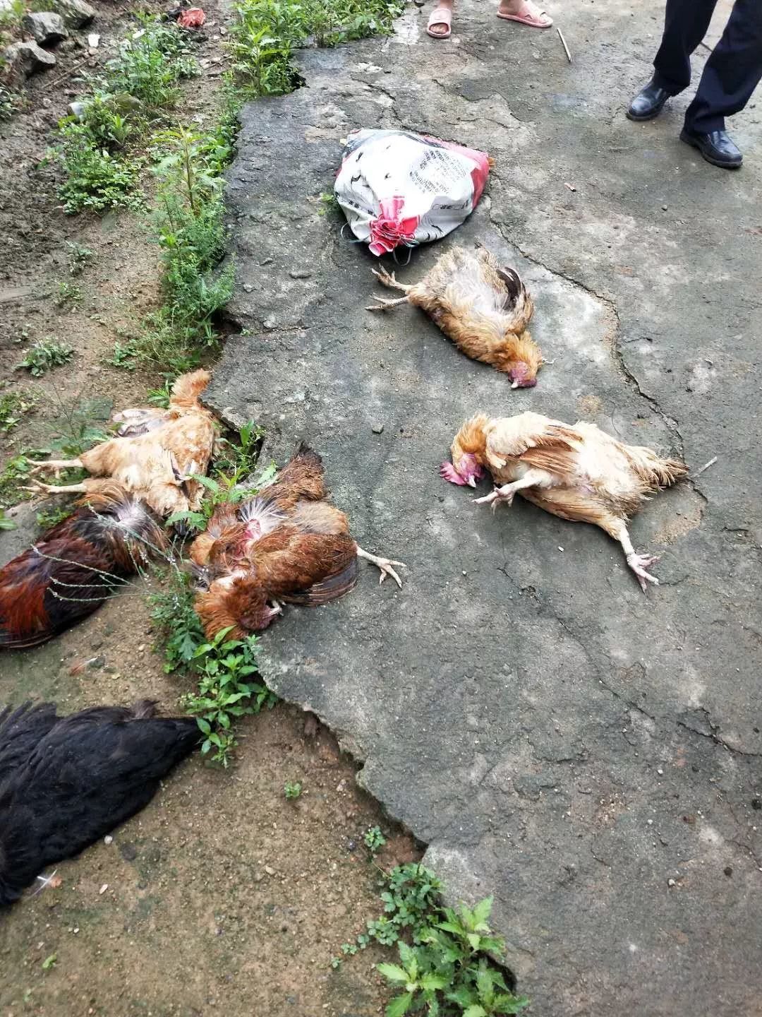 鸡死在地上图片图片