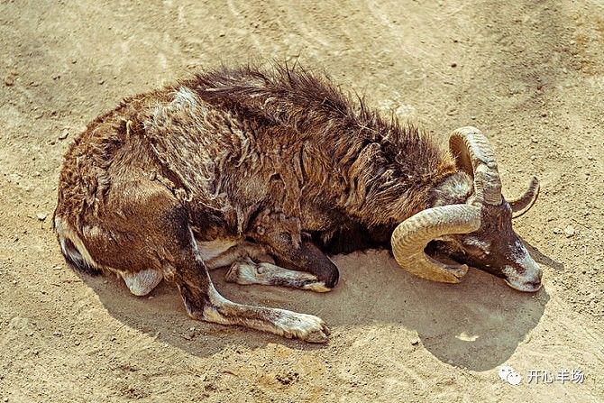 怎样养羊不容易得病?