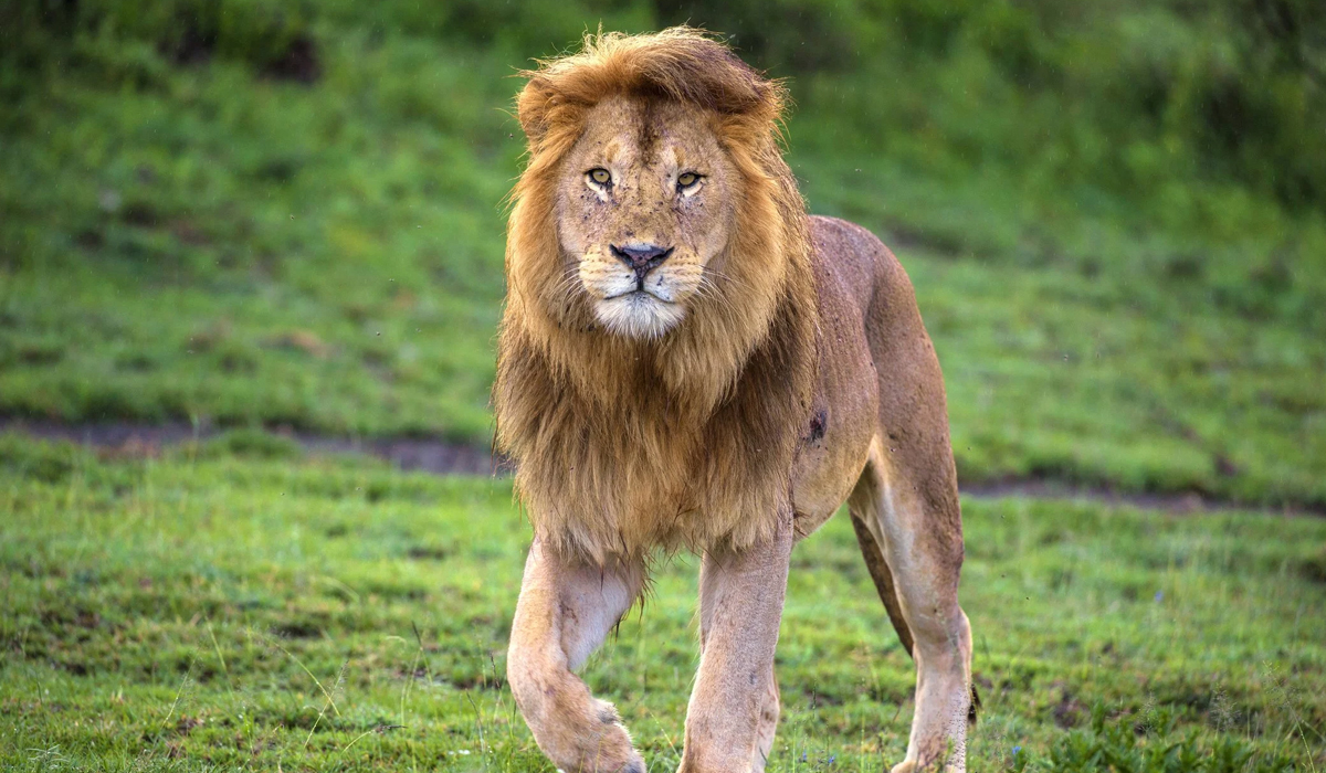 怎么判断一头落单的雄狮是流浪雄狮,还是正在巡视领地的狮王