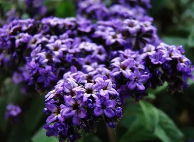 heliotropium europaeum:ϲݿ:ȫȫİ