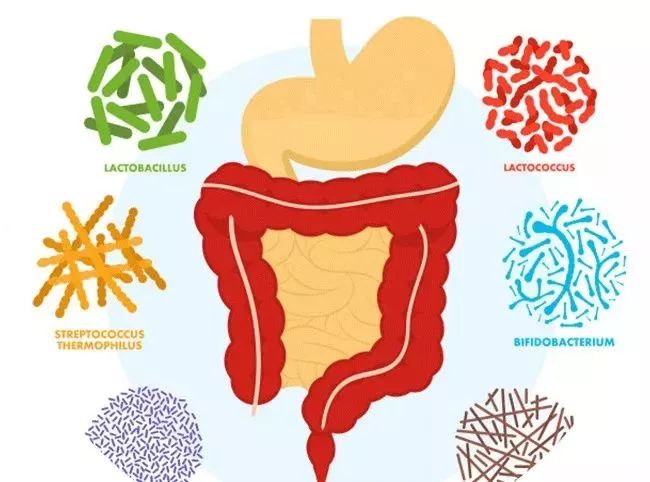 83%腸易激患者的糞便生物標誌物存在異常,73%的患者存在腸道菌群失調