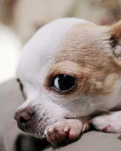 狗狗面对那些比自己高大好多倍的巨人都会卯足了劲儿想要向它们发出