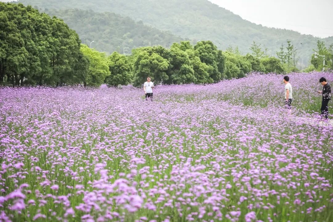 蓀湖又要搞事情本週末蓀湖花海音樂節你來嗎免門票哦