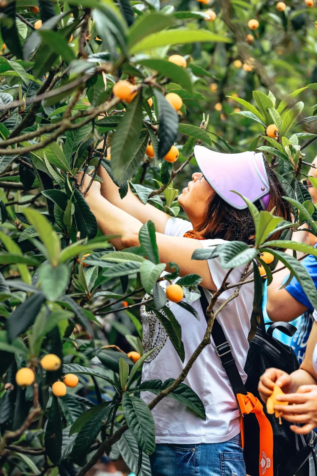 成都户外寻觅夏日的暖风在枇杷林品尝最甘甜的果实