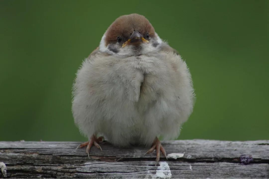 终于证明了麻雀在生态环境中的重要作用,这才救下了小麻雀,并使它纳入