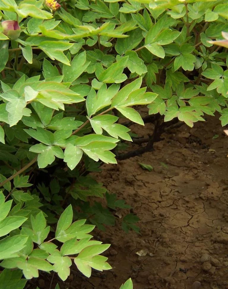 原来芍药和牡丹长得这么像,一招教你分辨_叶子