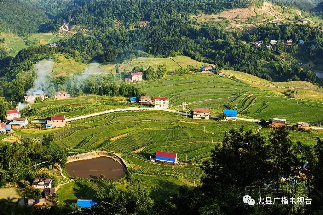 【组图】忠县境内:高山铺上绿地毯