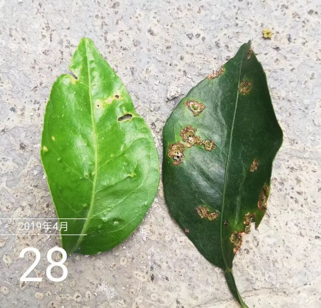 柑橘褐腐病的症状图片大全图解视频(柑橘褐腐病菌图片)