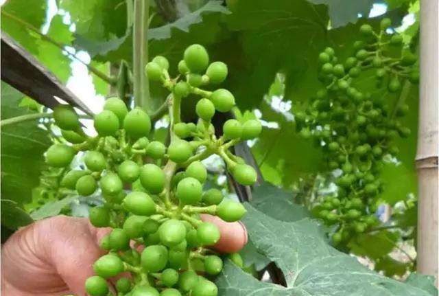 华昌农技 | 葡萄膨大期管理技术