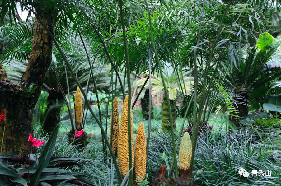 植物霸主蘇鐵進入盛花期別樣勝景匯聚青秀山