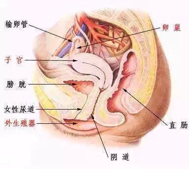 阴道也会衰老?你的小妹妹出bug了吗?