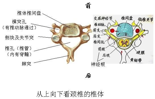 尤其是第五至第六颈椎及第四至第五颈椎间活动度较大,容易发生退行性