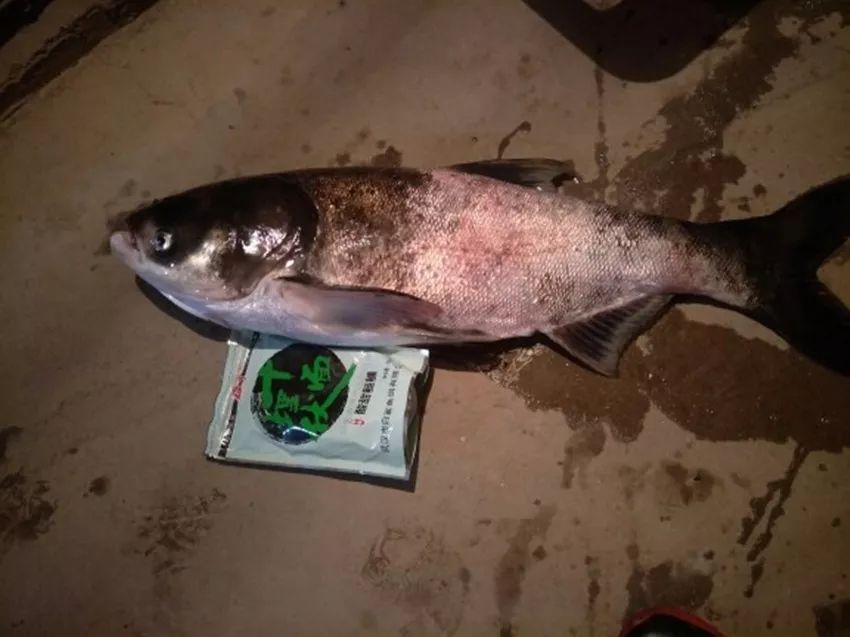 釣魚技巧丨夏釣鰱鱅這幾點掌握好了,魚獲肯定不差