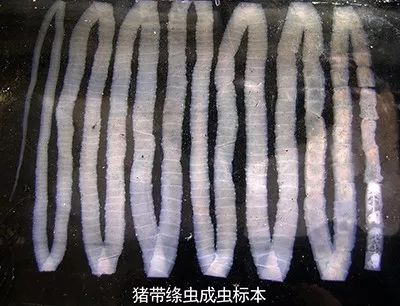 这两种绦虫属带状绦虫,长得很像,体扁且长像鞋带
