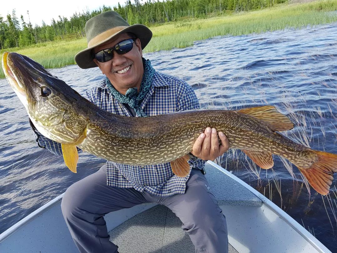 加拿大馴鹿湖作釣白斑狗魚和大眼梭鱸咬口很瘋狂下