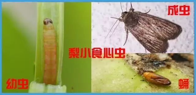 【虫害】梨小食心虫发生危害及综合防治措施