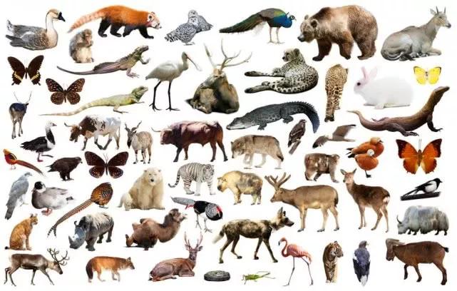 已经灭绝的动物名单图片