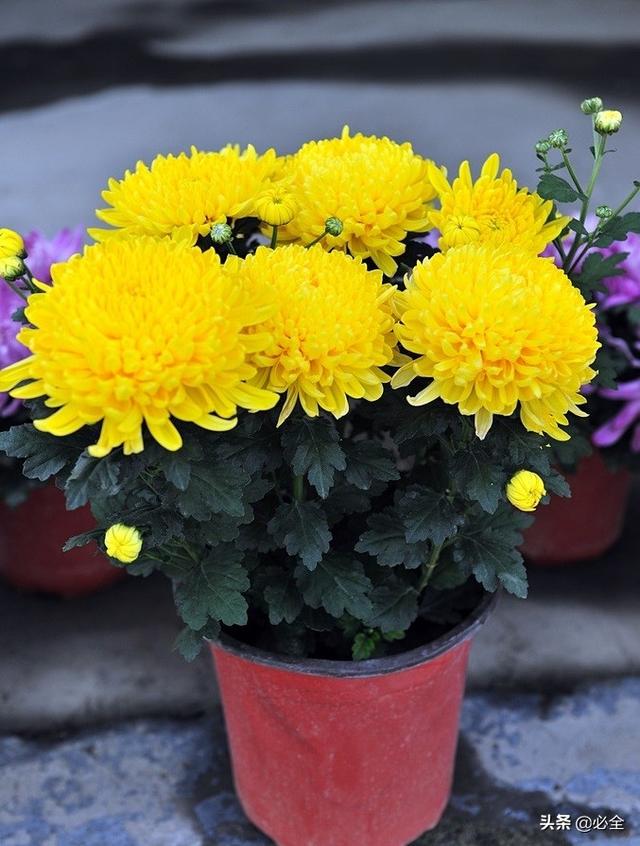 盆栽菊花的打顶修剪技术