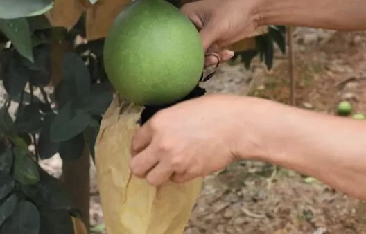 瞭解三紅蜜柚種植技術和管理方法