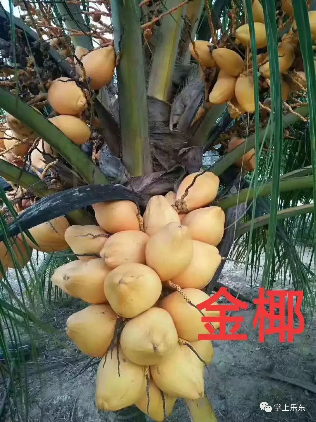 这种椰子树长到1米就结果你见过吗有种苗