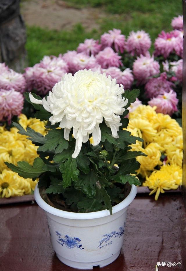 盆栽菊花的打顶修剪技术