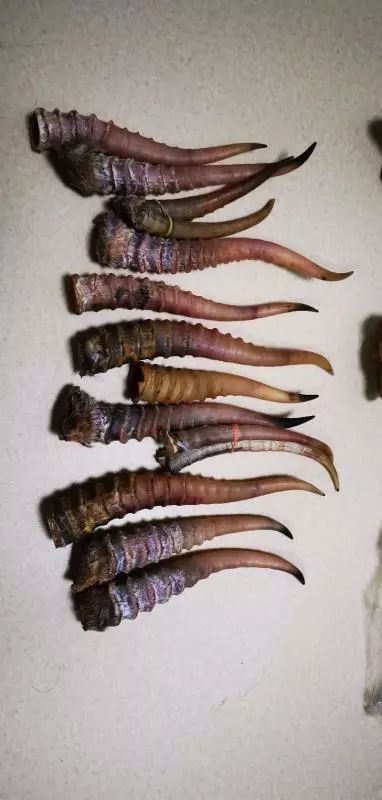 残忍!象牙麻将,重庆海关查获濒危物品88件
