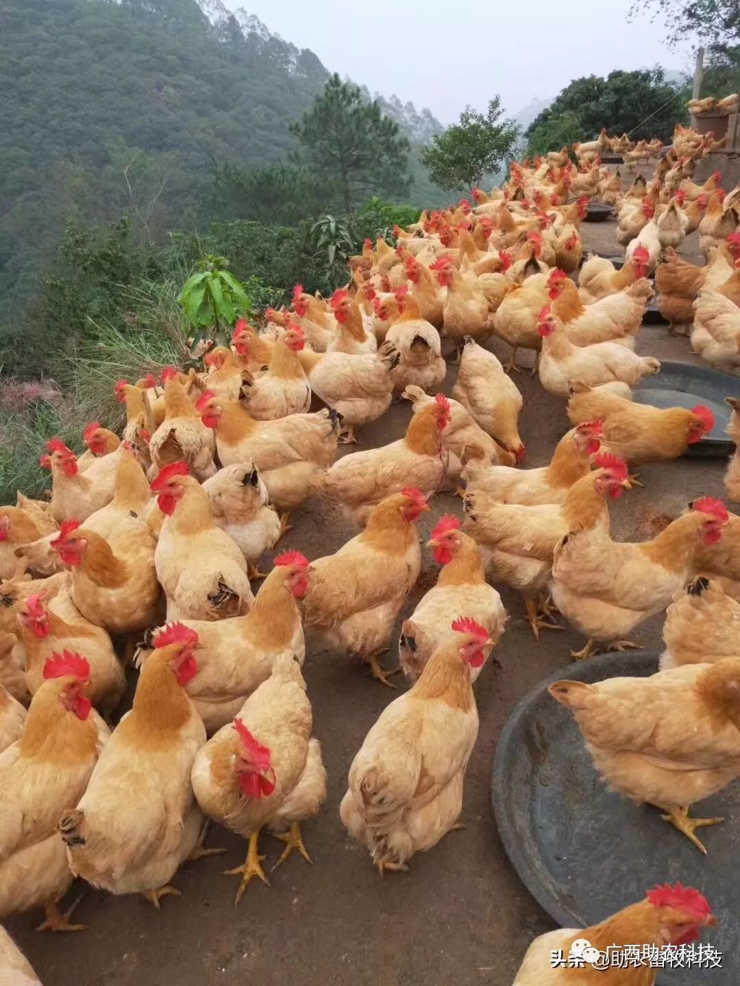 公司农户加盟养鸡场这样做利润翻倍且公司不反对
