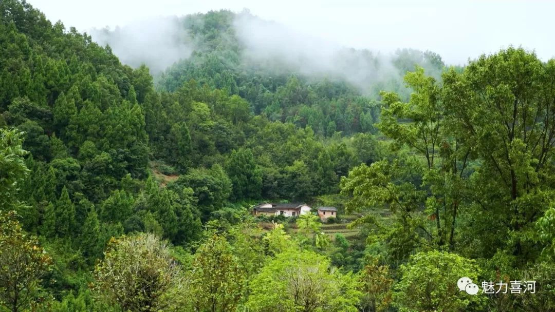 人物丨凤凰山下的护林员李定山与林为伴与山为伍