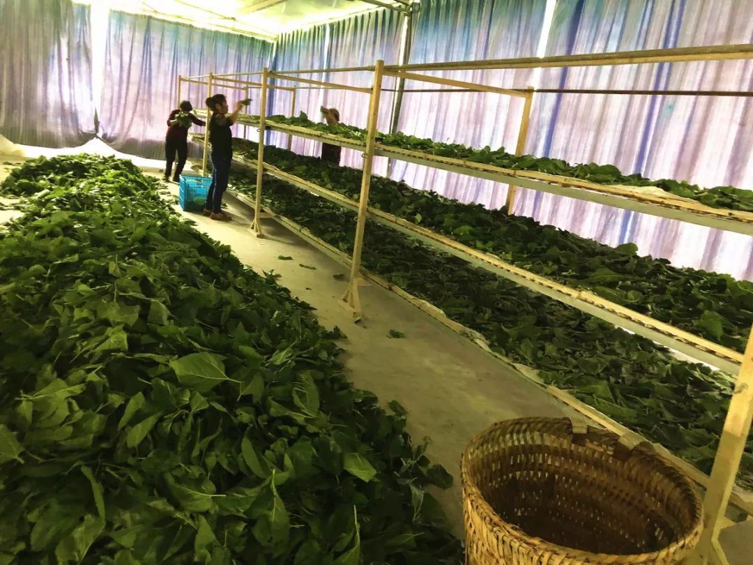 点赞从吃石头饭到赚绿色钱兴文这个镇实现绿色崛起