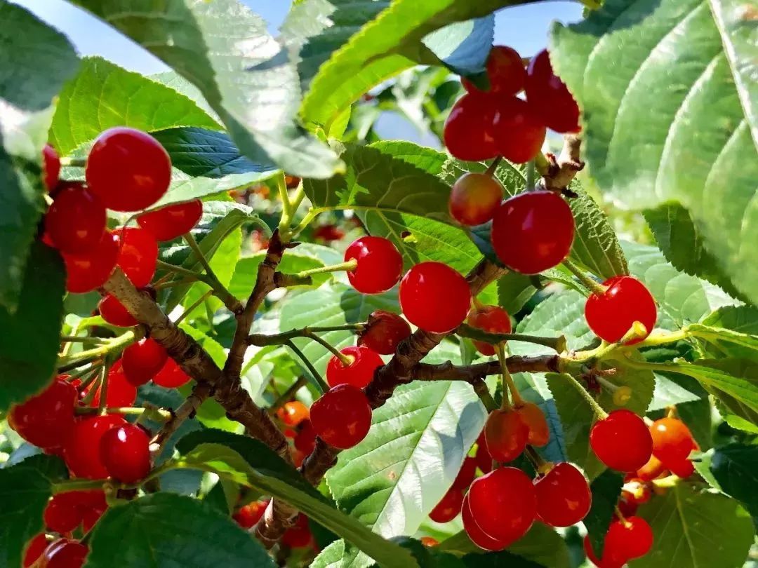 抚宁天路又火了!网红大樱桃就等你来摘