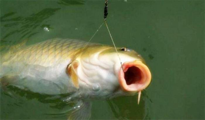 野钓20几斤的大鱼上钩正面硬碰硬战术是搞不定的
