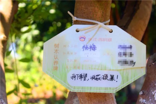 年卡用户免费入园嬉乐湾六月杨梅采摘季即将到来