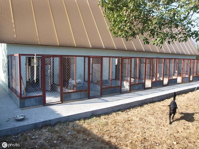 无非是这5点,网友:柴犬值得!