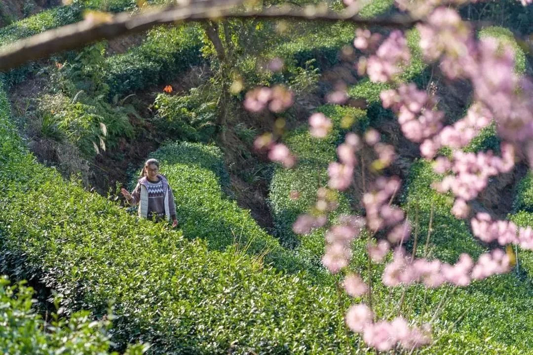 武平绿茶走红海外
