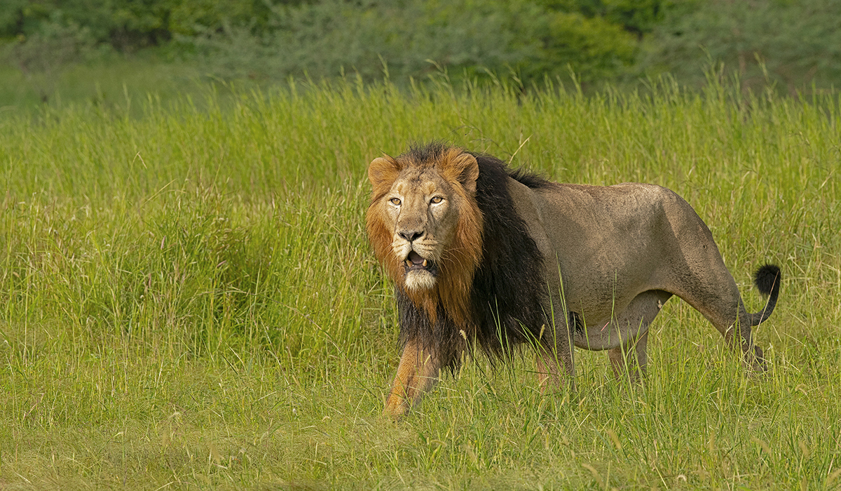 怎么判断一头落单的雄狮是流浪雄狮,还是正在巡视领地的狮王?