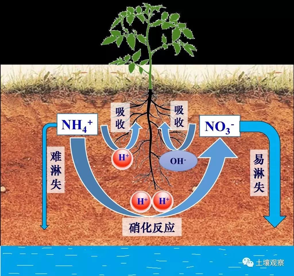 土壤酸化的几个冷知识_阳离子