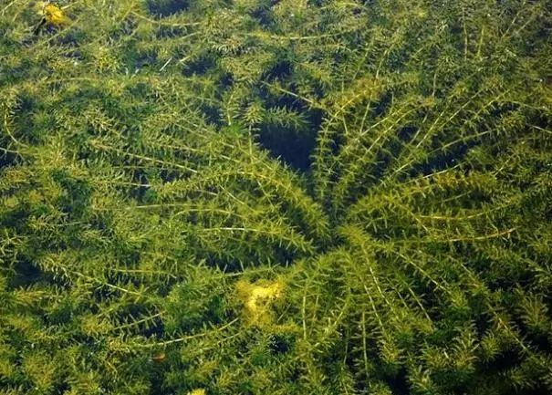 高温期管理水草有妙招!