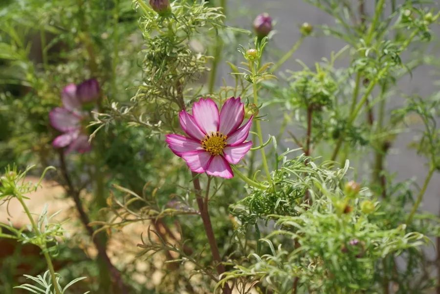 大波斯菊图片 花语图片