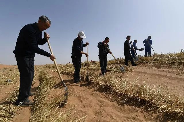 植樹4000萬株,在寸草不生的沙漠建成了防風固沙綠色長廊