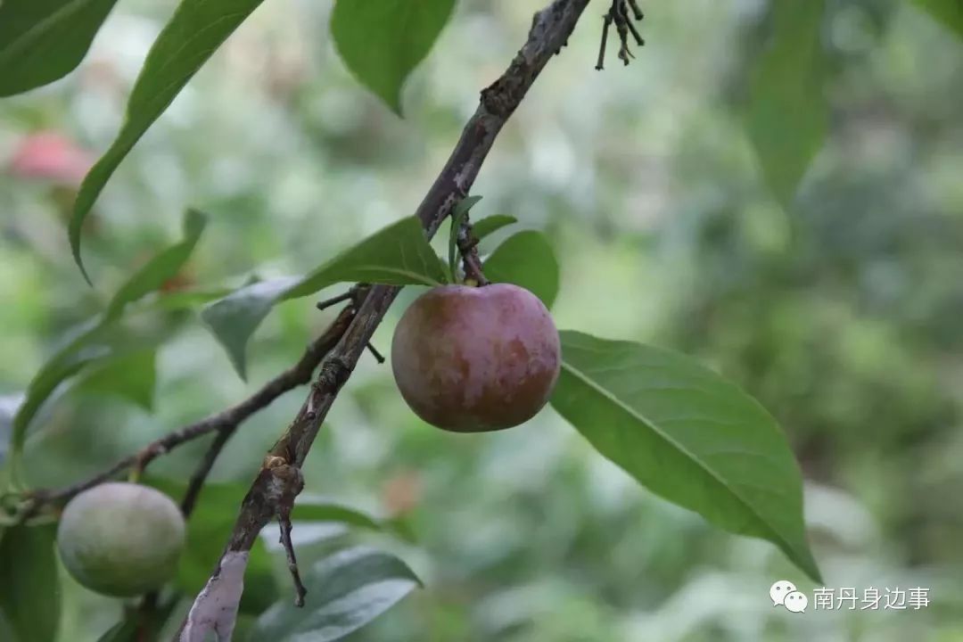 南丹苞谷李为小果形李子,果实扁圆形,似算盘珠子,果实鲜亮玲珑剔透