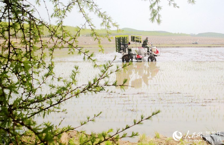 八五一一农场打造中医农业生态园新型农业种养模式促水稻增收