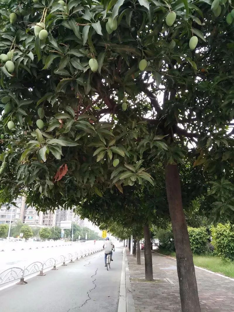 各种有害气体几乎成为芒果树所以,绿化芒长得又大又绿是有原因的3