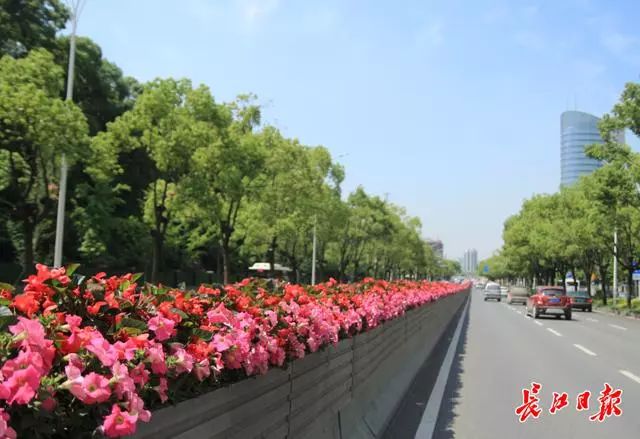 东湖路中分带的超级海棠