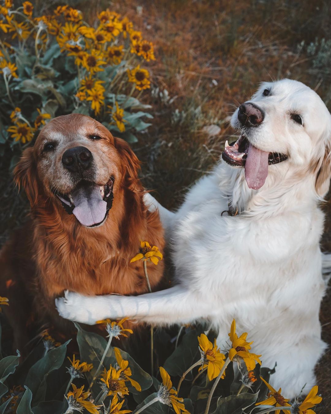 我怀疑这两只汪星人在撒狗粮,但我又没有确凿证据