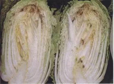 农业知识作物主要元素缺失的症状