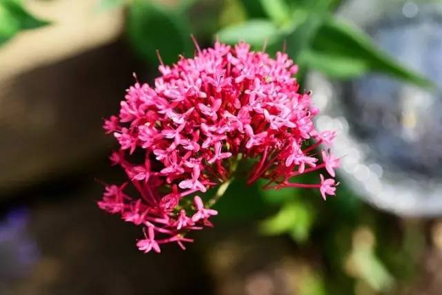 heliotropium europaeum:ϲݿ:ȫȫİ