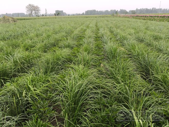 五月中旬,走近知母种植基地,映入眼帘的是成片绿海,微风吹拂,绿浪滔滔