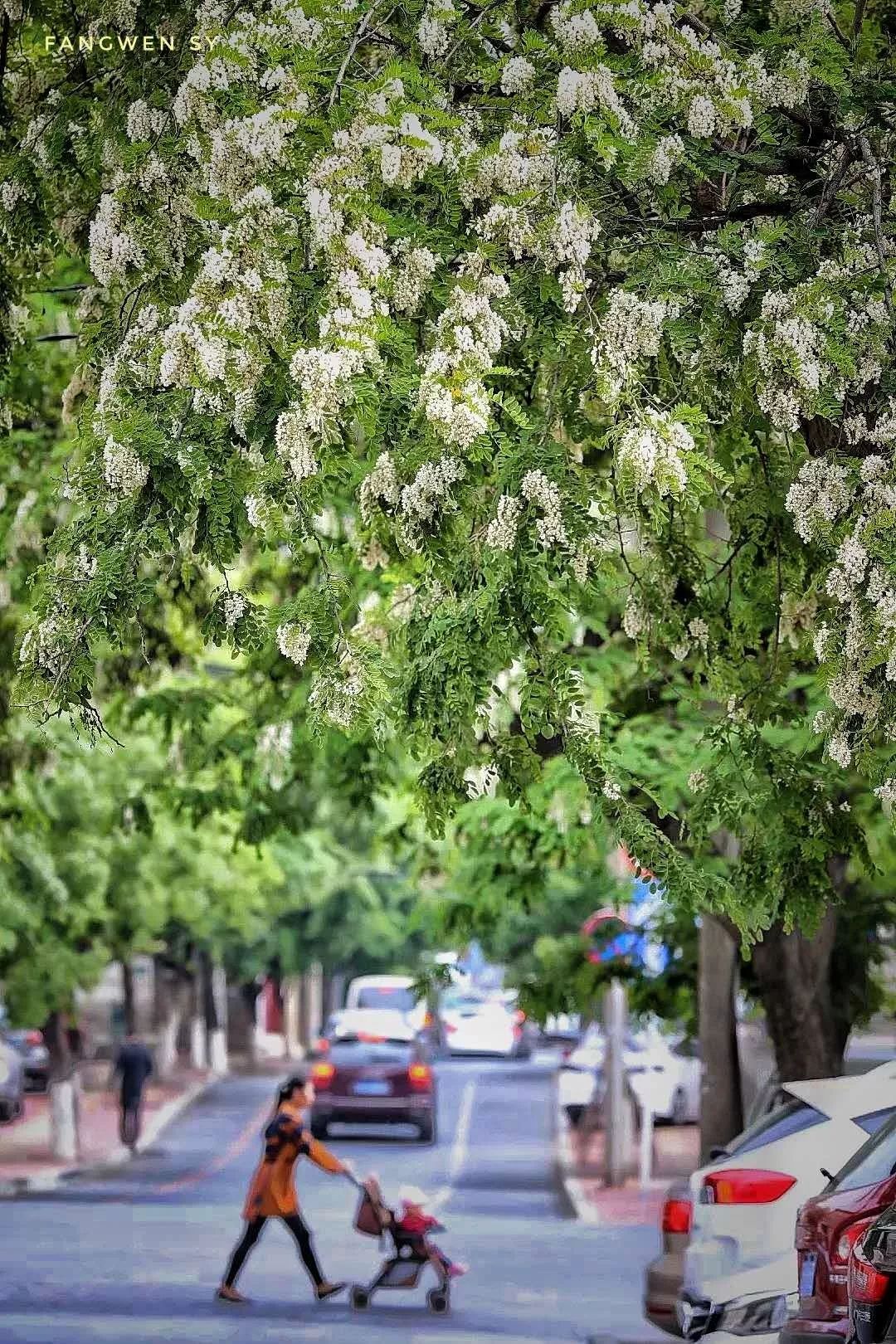 1又是一年赏槐季百年奥莱换新装和风送暖春意浓槐花似锦满庭芳第三十