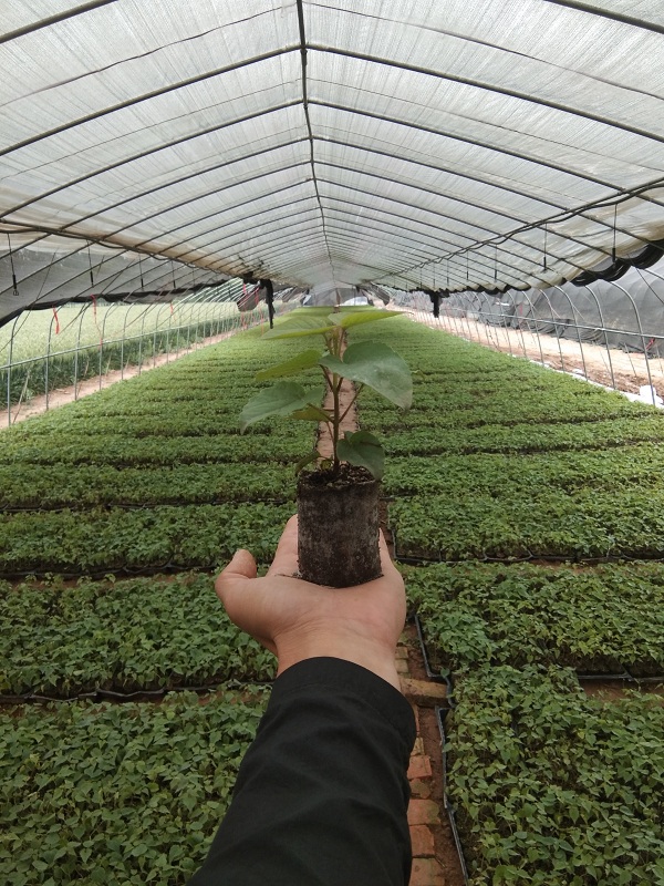 商务有限公司的--李军营,今天咱们来说下一亩地种植多少株楸树苗合适?