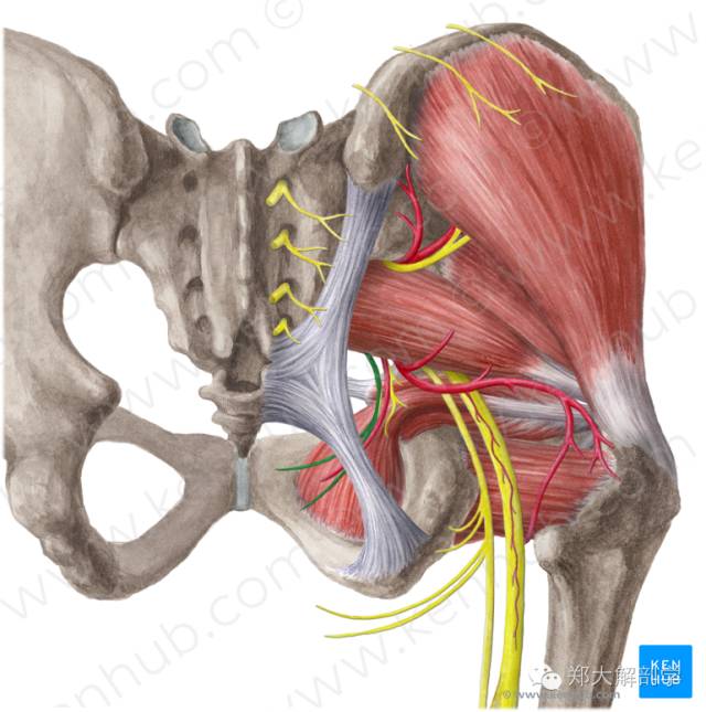 坐骨下支图片